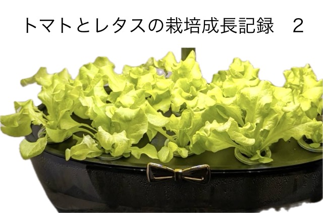 プチトマトと水耕栽培のリーフレタスの続き　その２